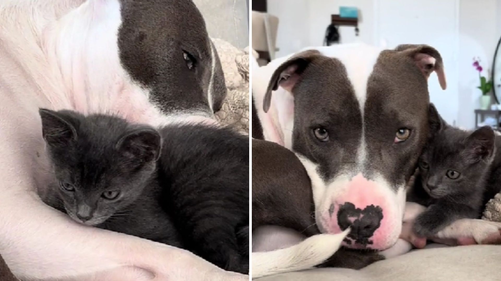 Florida Woman Rescues A Tiny Kitten, But The Big Question Is Will Her Pit Bull Approve