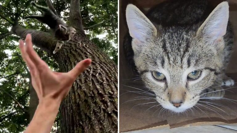 Frantic Cry Leads Long Island Man To Rescue Terrified Baby From Tall Tree