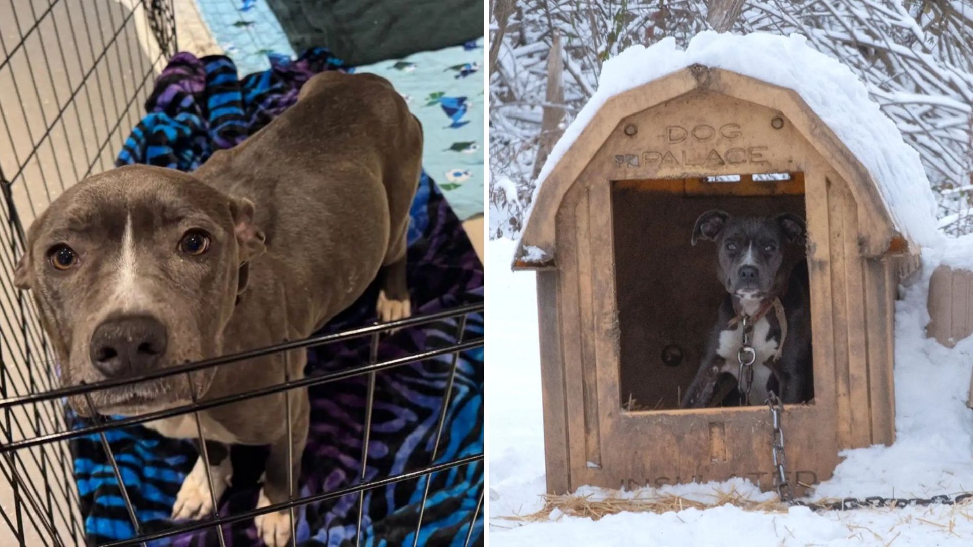 Freezing Pup Tied To Doghouse In Missouri Hides A Shocking Secret