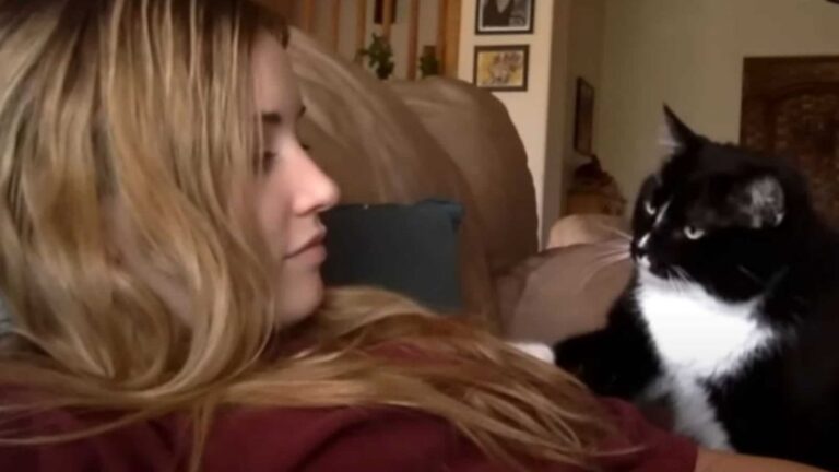 Georgia Cat Owner Shares The Sweetest Clip Of Her Tuxedo Politely Requesting Pets