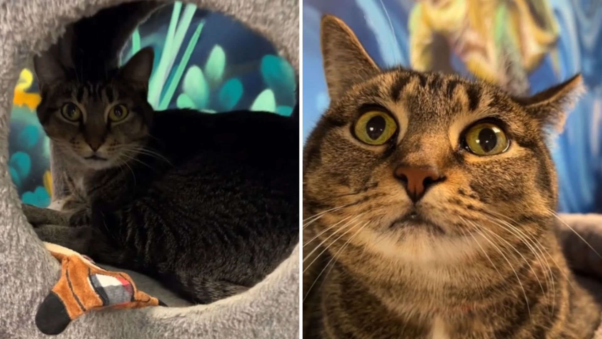 Heartbroken Cat Returns To Florida Shelter After Being Bullied, Looking For Her Second Chance