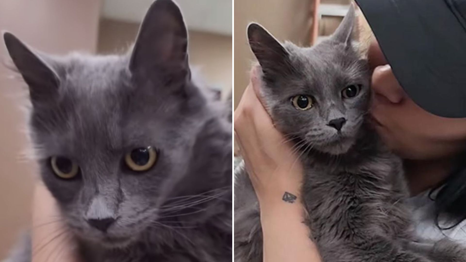 heartbroken mama cat
