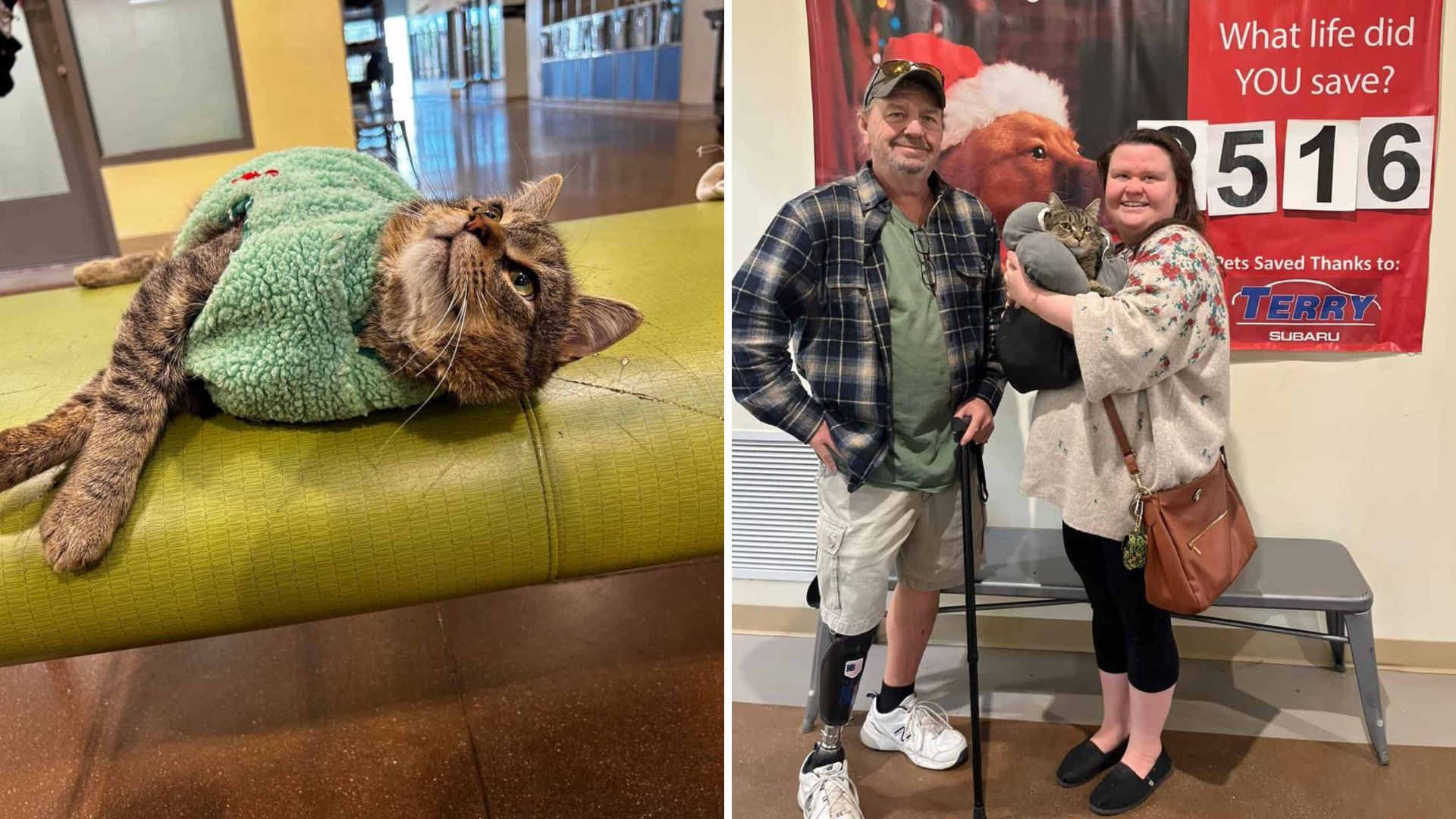 Heartwarming Bond Forms As A Virginia Cat Missing A Leg Meets An Amputee Adopter
