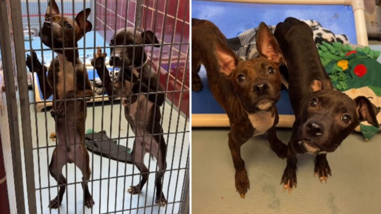 Houston Shelter Twin Puppies Face Euthanasia But Cling To Hope For One Final Chance