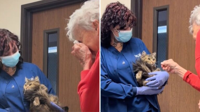 LA Woman Thinks Her Cat Was Lost In A Fire, Then A Call Two Months Later Brings Hope