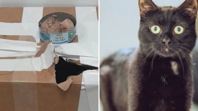 Left In A Taped-Up Box This This Black Cat Found Love When The World Had Given Up On Him
