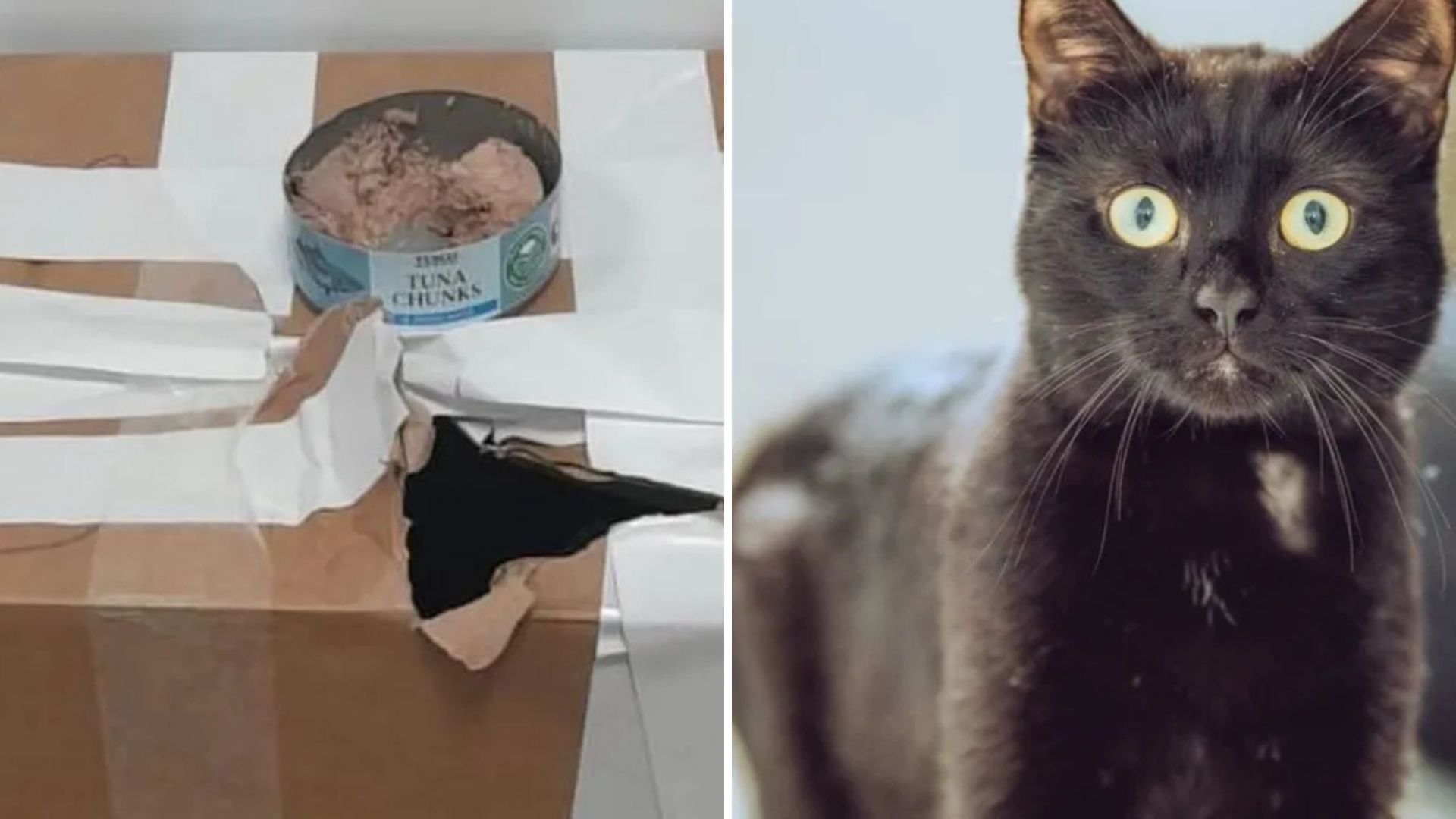 Left In A Taped-Up Box This This Black Cat Found Love When The World Had Given Up On Him