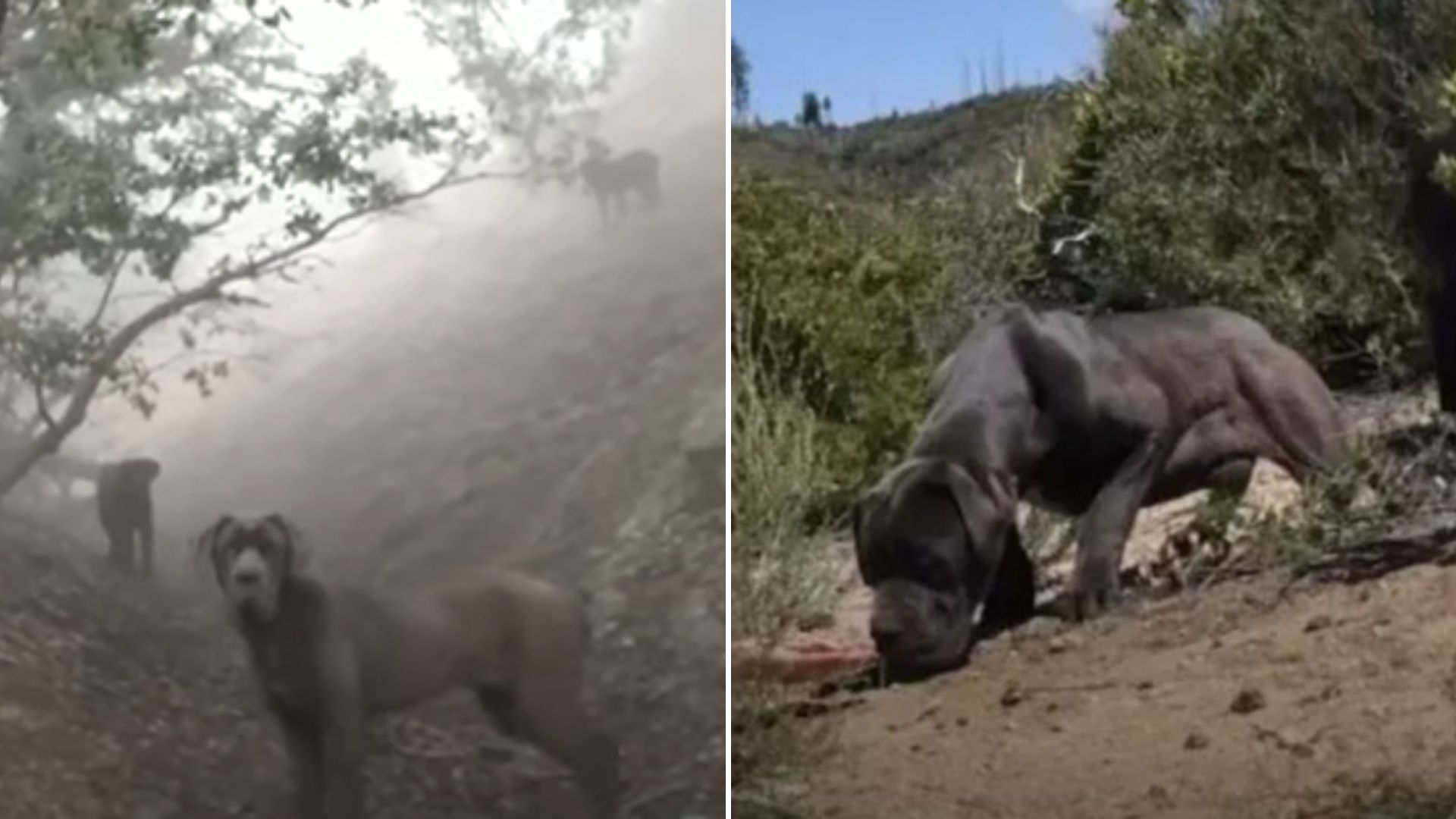 dogs in the woods