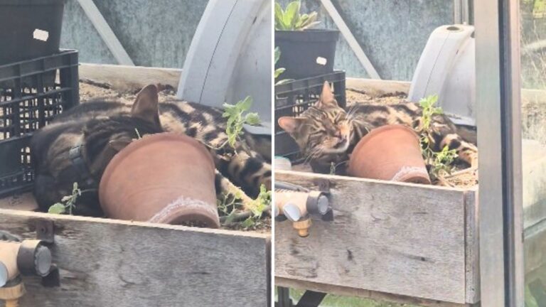 Man Encounters Unexpected Visitor in Hospital Greenhouse, Discovers It’s a Cat on a Quest