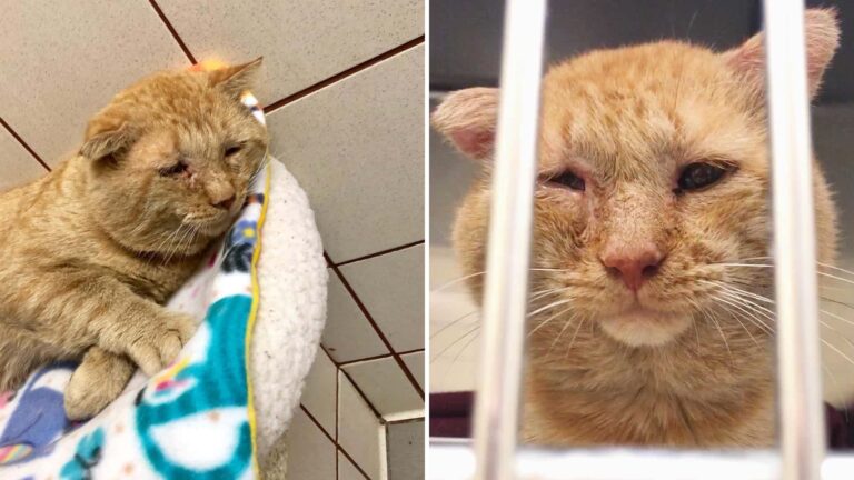 Minnesota Cat With Saddest Eyes Finally Finds Love And Safety