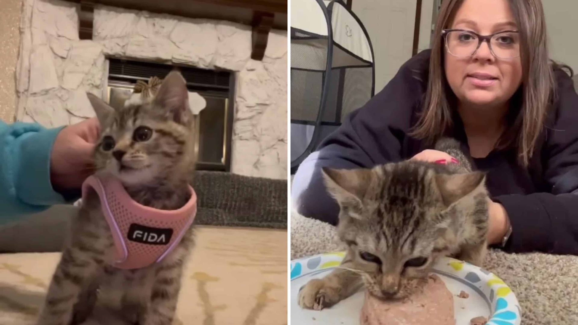 Missouri Cat Seems Perfectly Sweet But You Won’t Believe What Happens When He’s Hungry