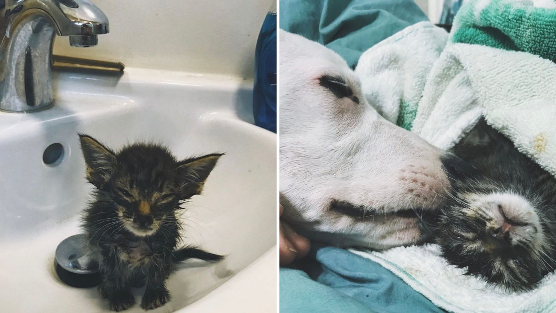 Nebraska Kitten Fighting For Her Life Saved At The Last Moment By A Canine Hero