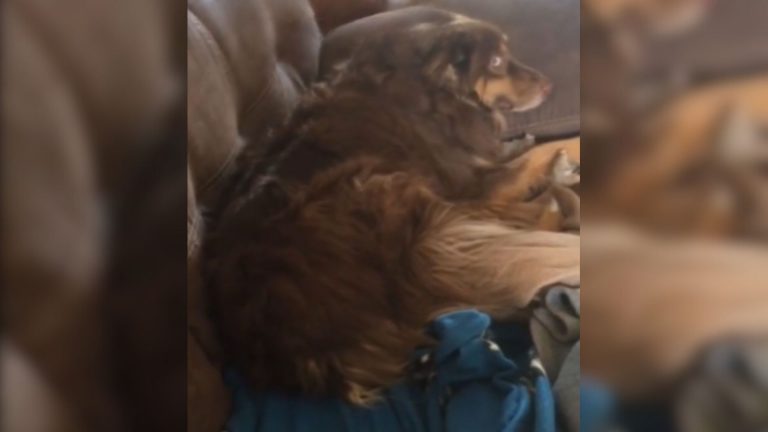 cute dog