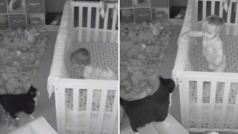 Ohio Mom Spots Heartwarming Baby And Cat Interaction On Monitor