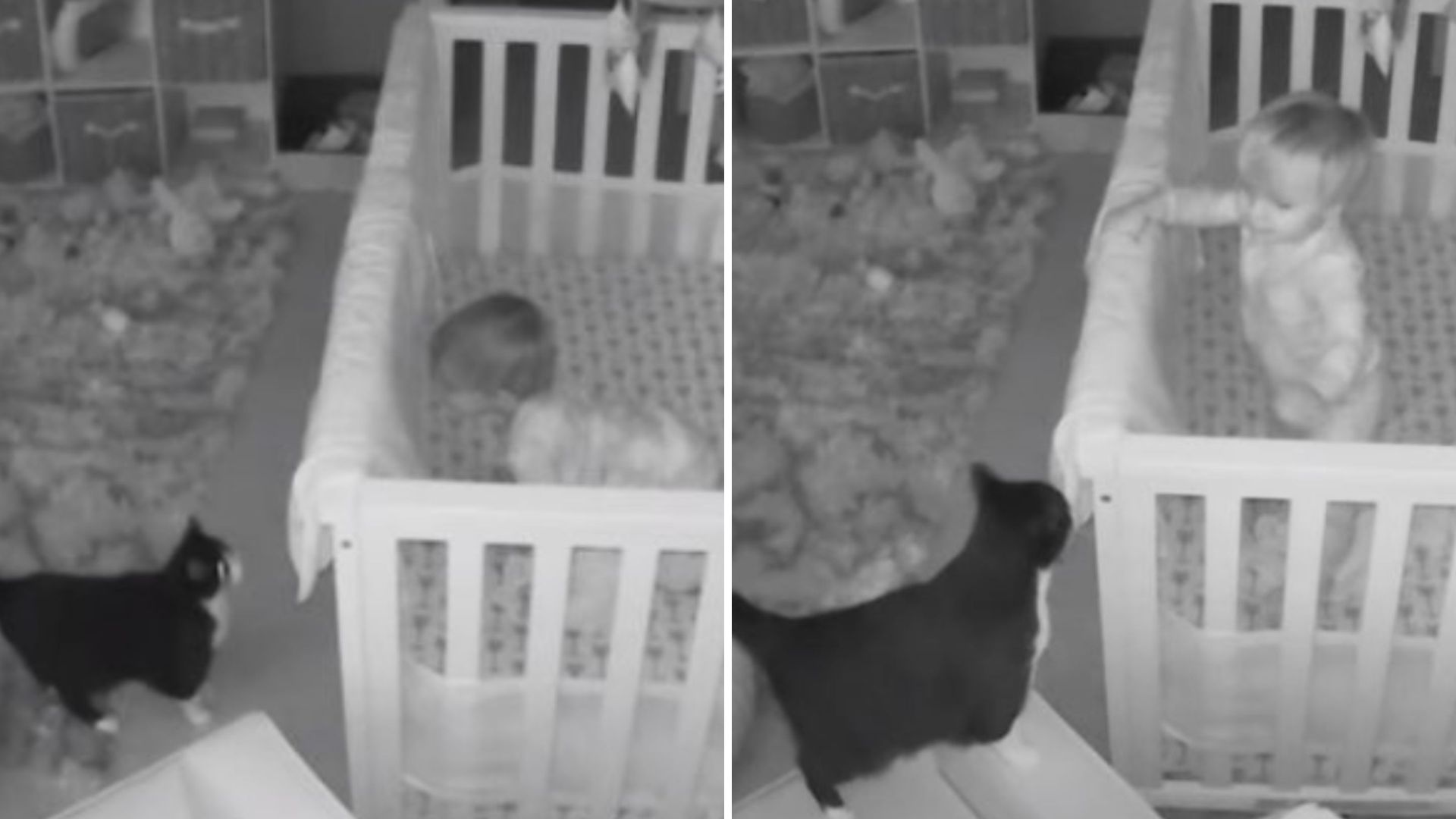 Ohio Mom Spots Heartwarming Baby And Cat Interaction On Monitor