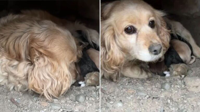 abandoned dog with puppies