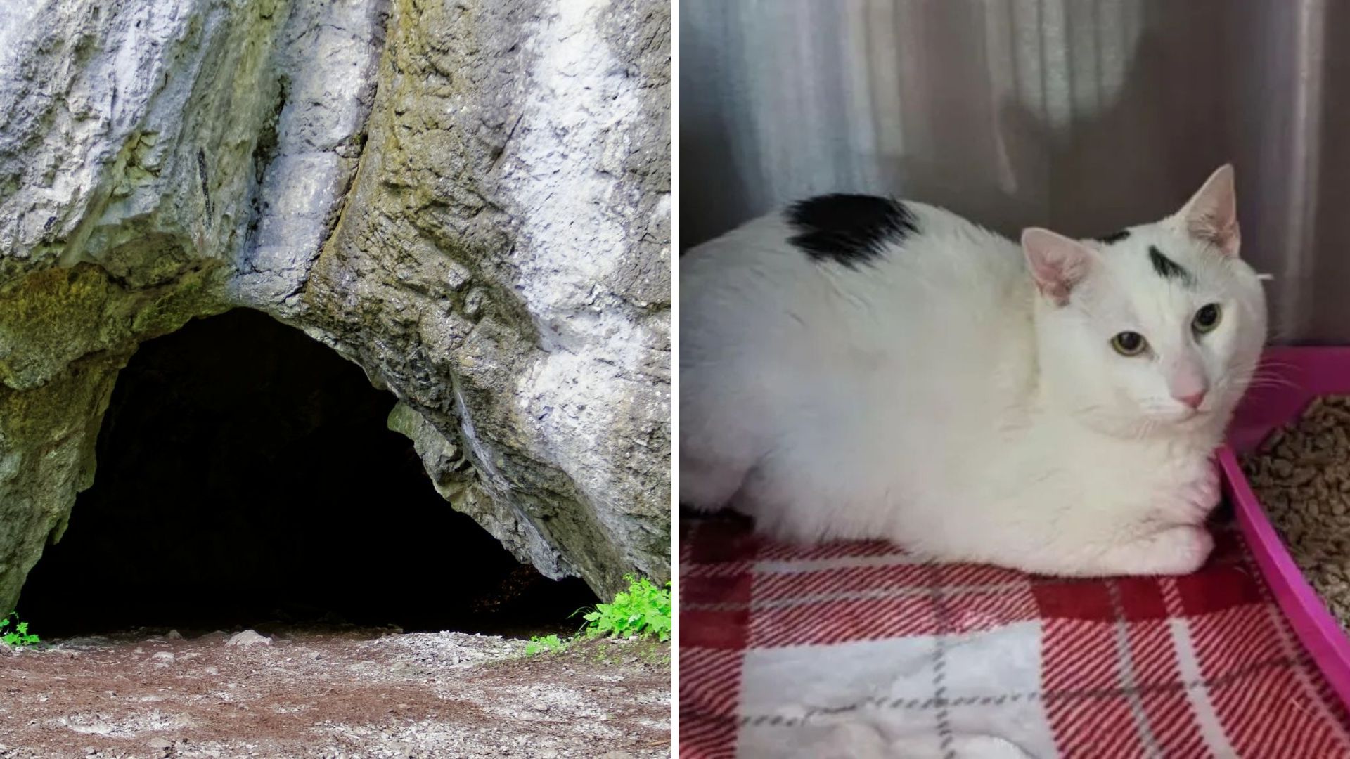Passerby Hears A Loud Cry From A Beach Cave And Finds A Secret Pet Carrier Inside