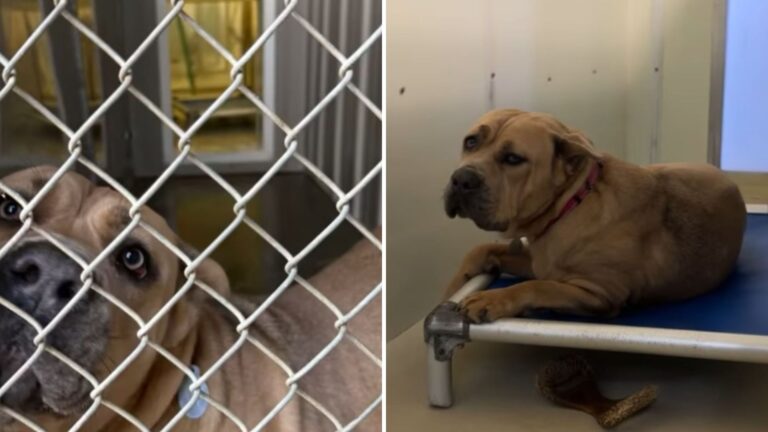 Pennsylvania Shelter Dog Presses Herself Against The Kennel Hoping Someone Picks Her Next