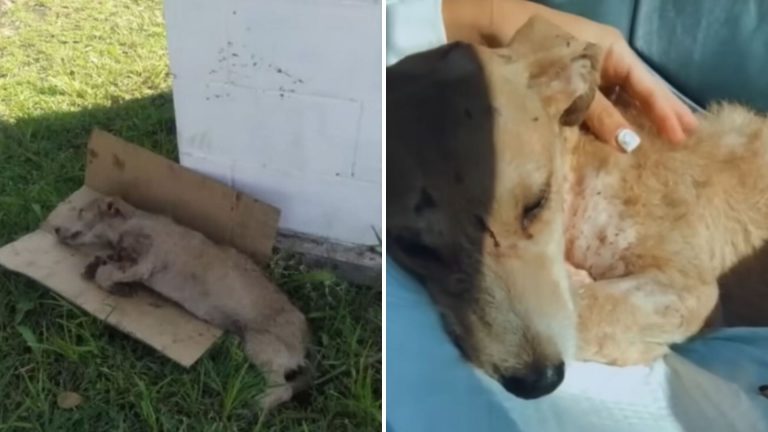 dog with broken legs