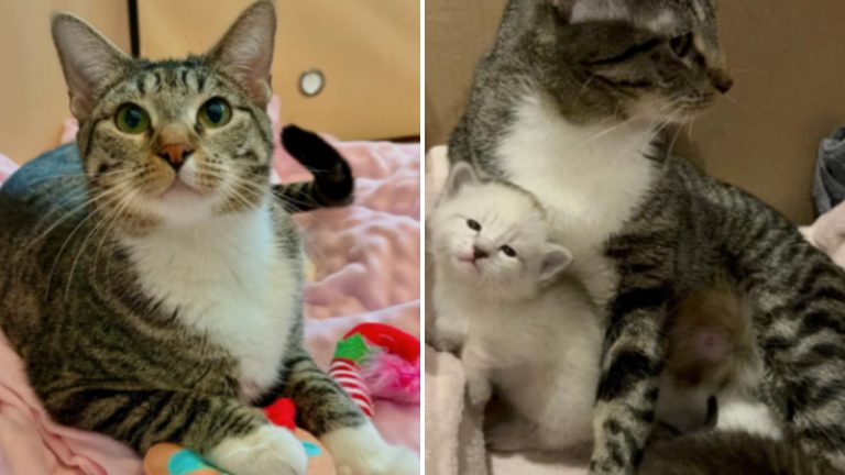 Pregnant cat