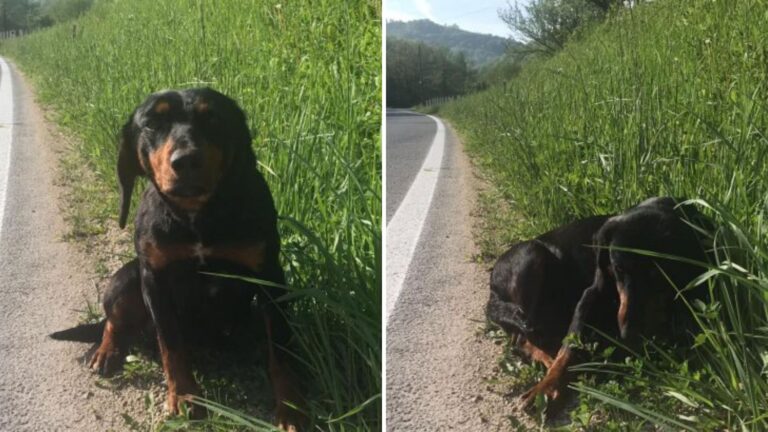 Pregnant Dog Stands By The Road Hoping For A Kind Soul To Stop And Offer Help