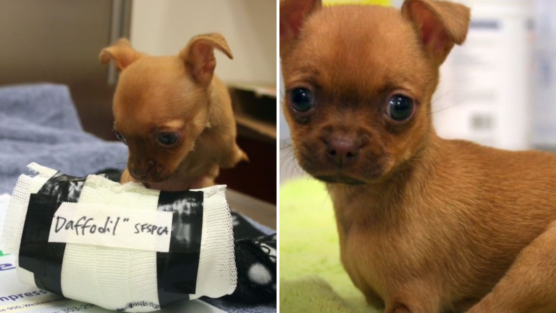 Pup Rescued By San Francisco Shelter Receives Another Special Gift