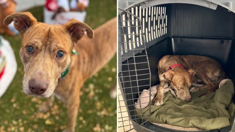 Rescuers Heartbroken After Learning The Truth About Poor Dog Found Wandering A Hawaiian Island
