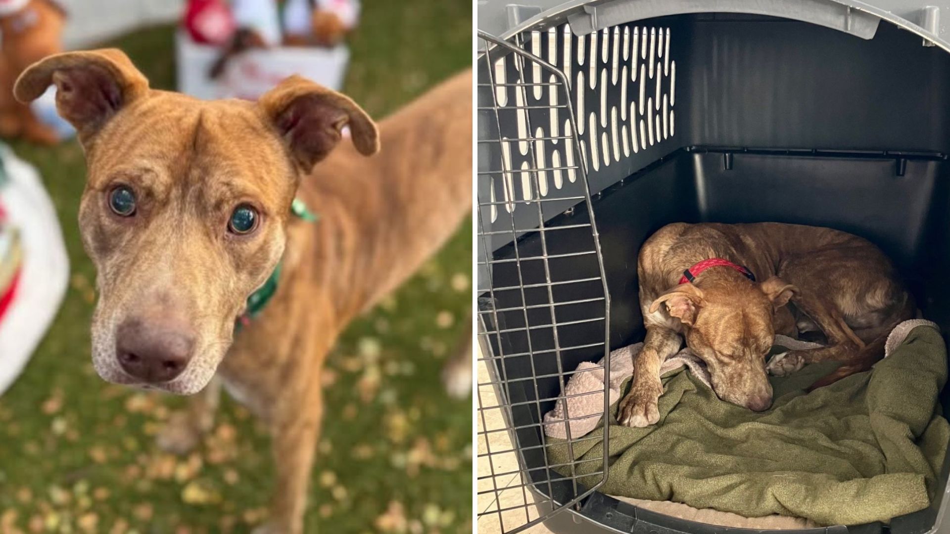 Rescuers Heartbroken After Learning The Truth About Poor Dog Found Wandering A Hawaiian Island