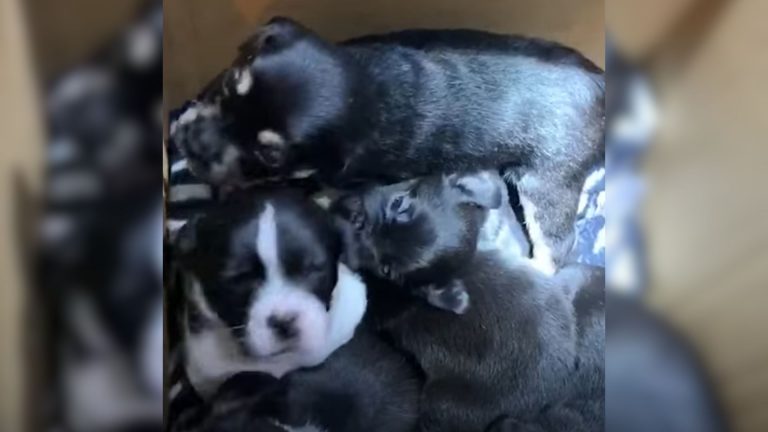 puppies in box