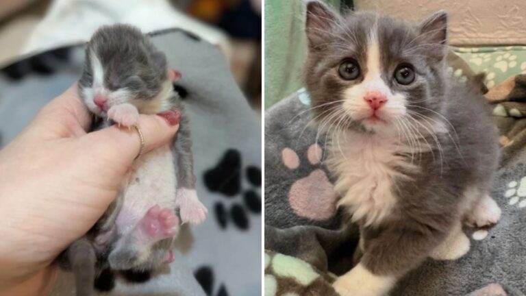 Resilient Indiana Kitten Turns Into A Playful Explorer Alongside His Best Friend