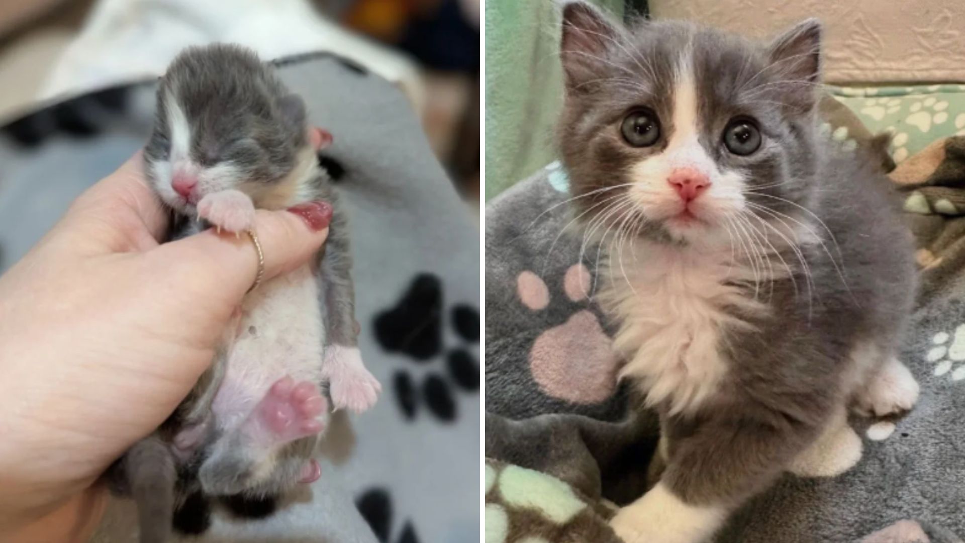 Resilient Indiana Kitten Turns Into A Playful Explorer Alongside His Best Friend