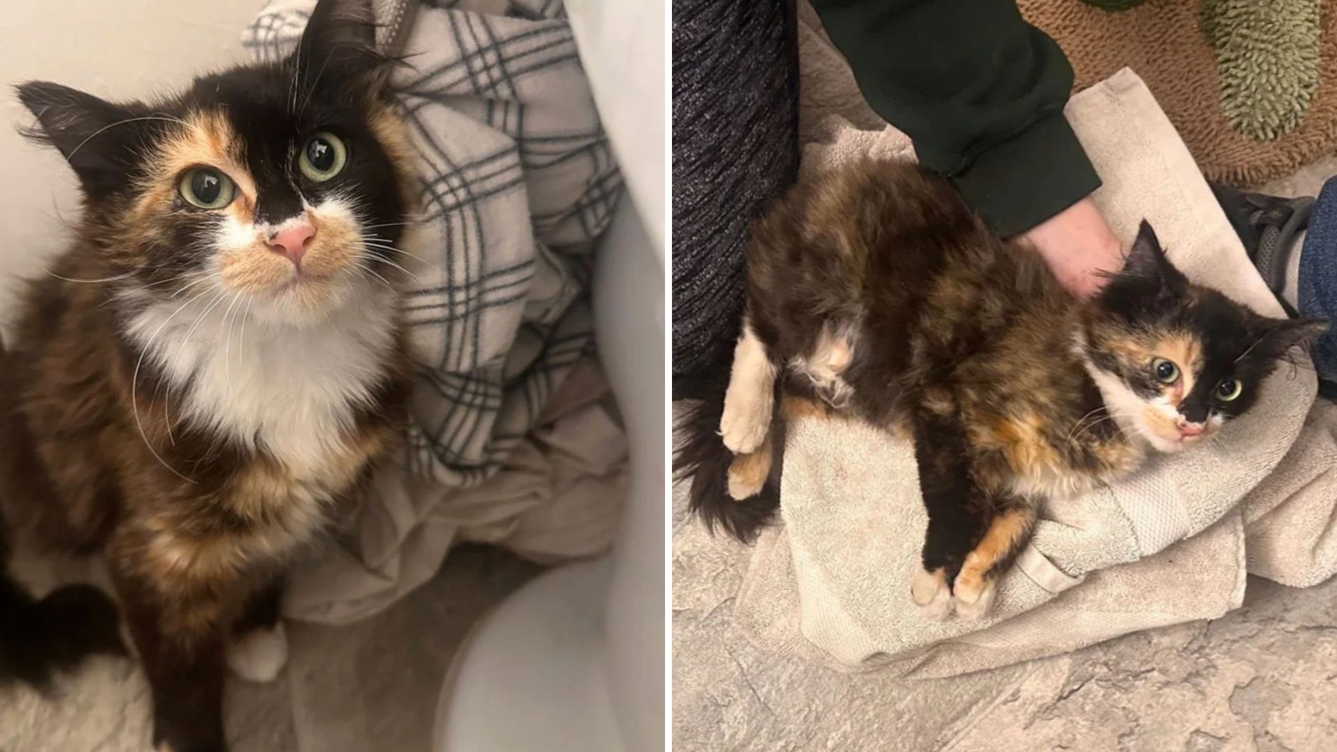 Scared Seattle Kitten Hiding All Her Life Changes Completely After One Tender Touch