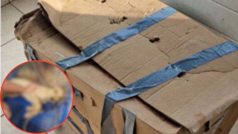 Shelter Finds A Mysterious Package At The Doorstep Hiding Someone In Need Of Urgent Help