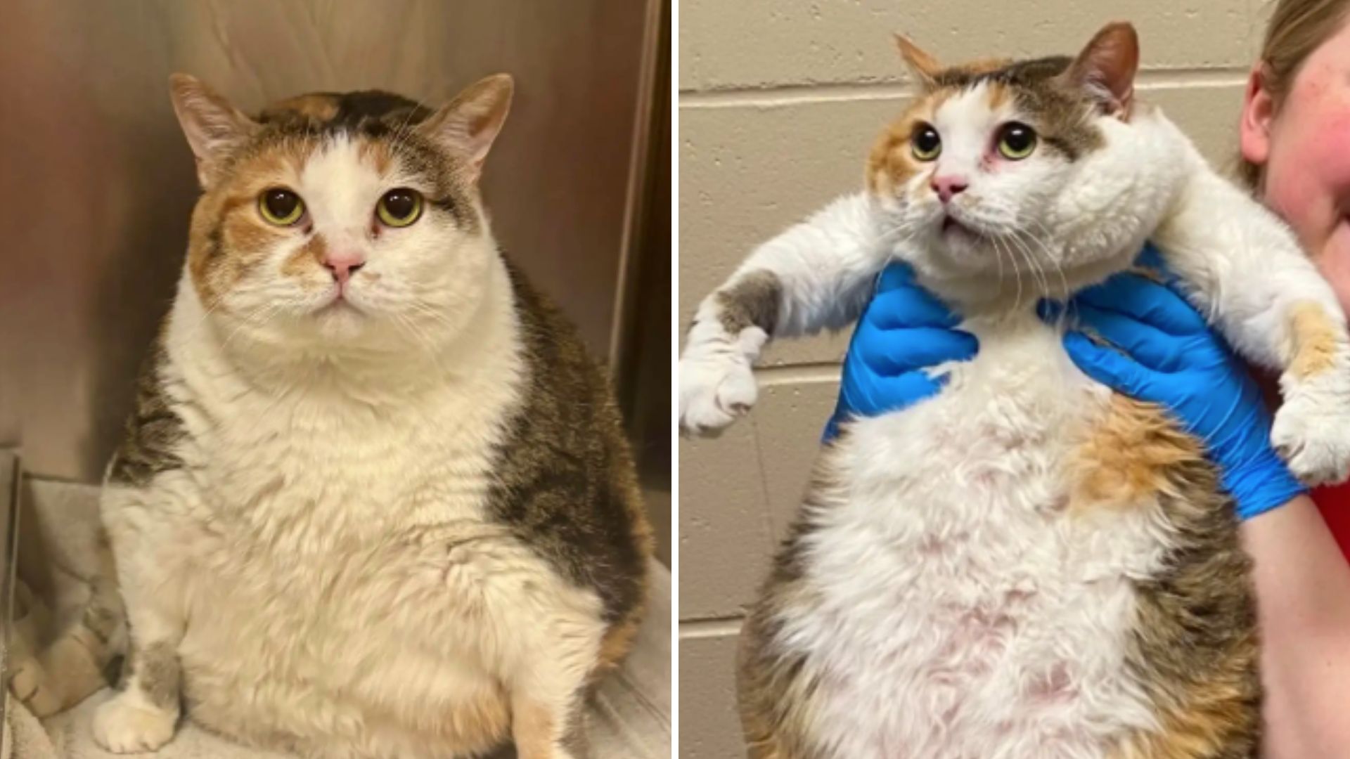 giant cat