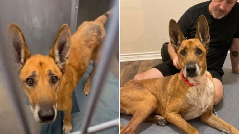 Six Years After Being Adopted, Dog Finds Himself Heartbroken And Back At A Texas Shelter