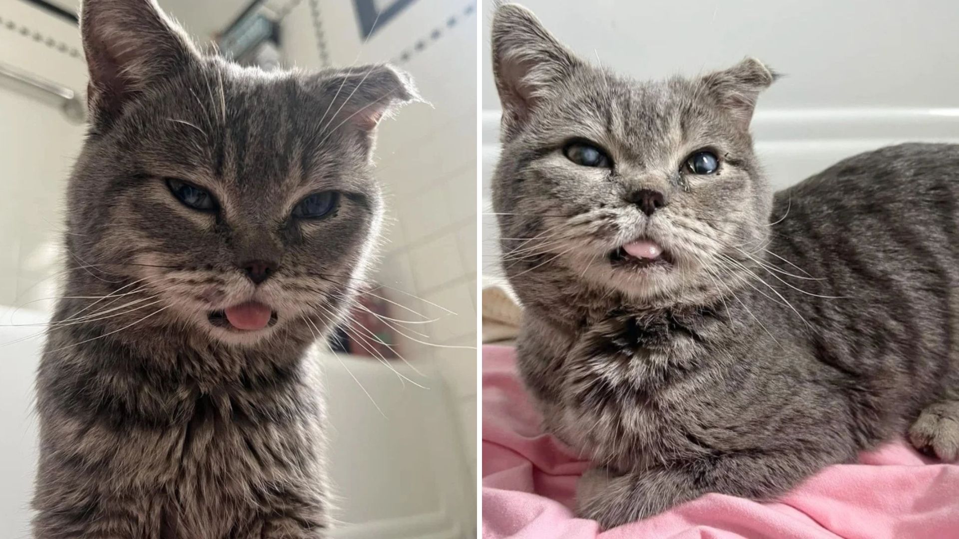 Stray Cat In Milwaukee Gets A Second Chance Thanks To Caring Stranger