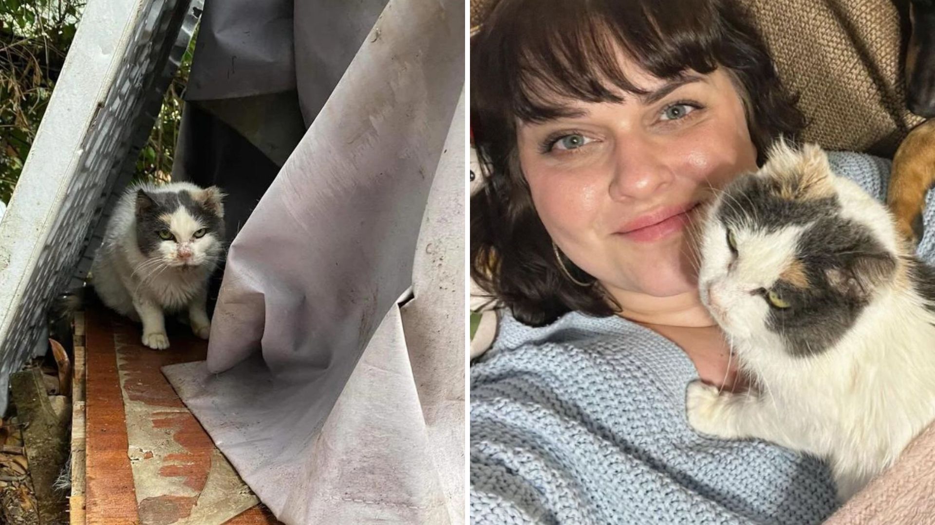 Stray Cat’s Ten-Year Wait For Love Finally Comes To A Beautiful End