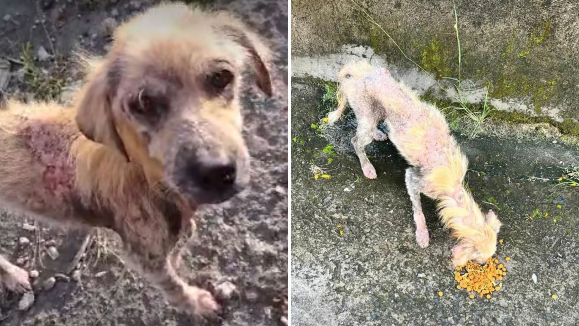 stray puppy