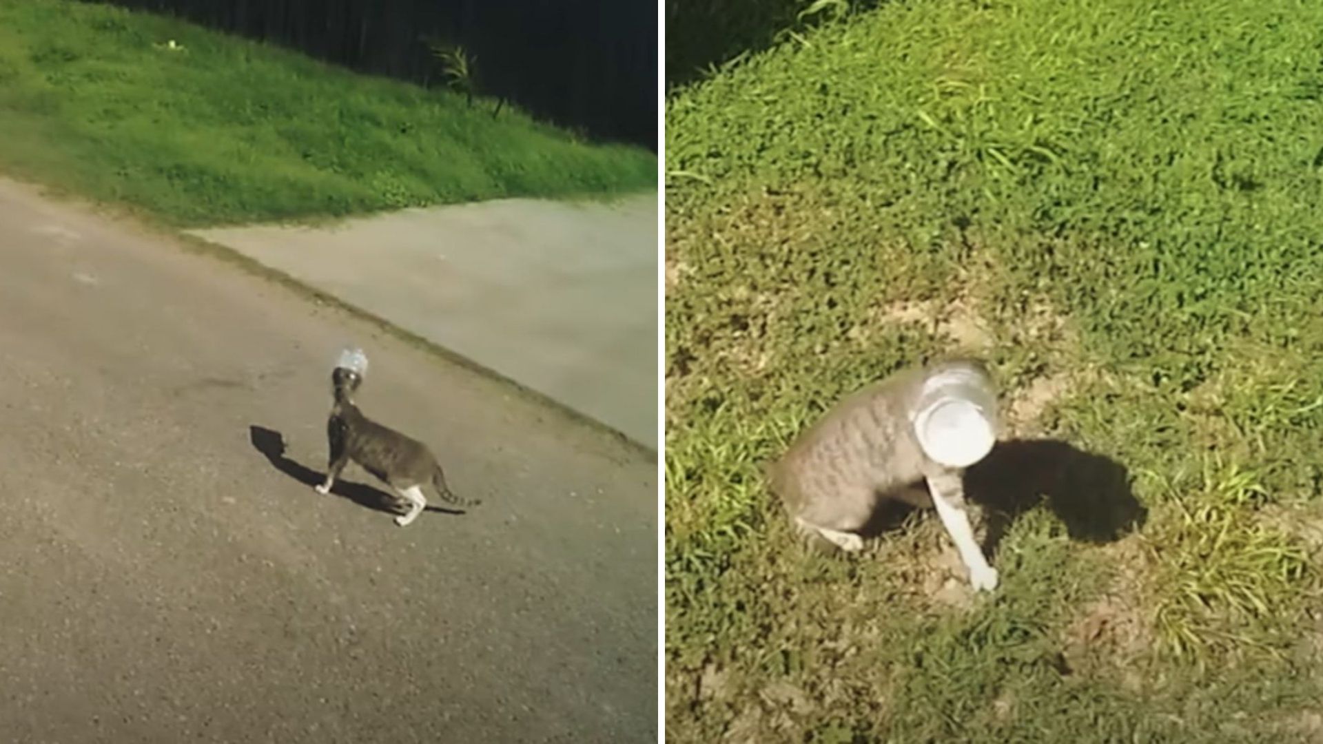 Struggling Cat Stuck In Bucket Sparks Quick Response From Texas Police
