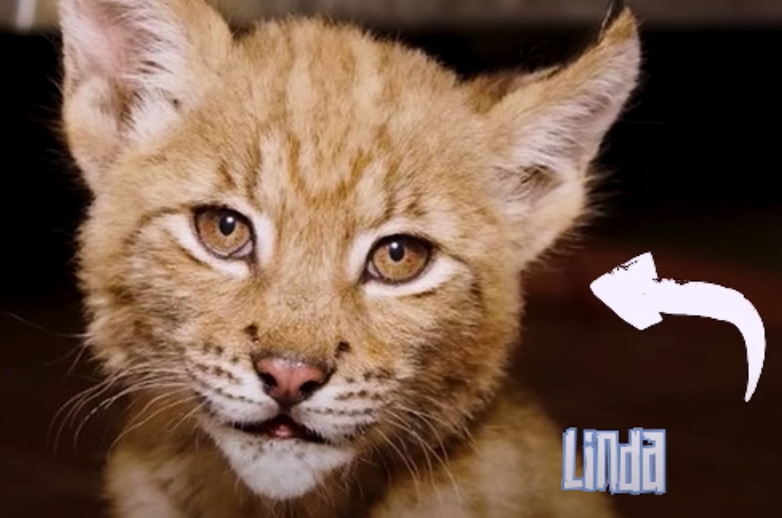 Sweet Lynx