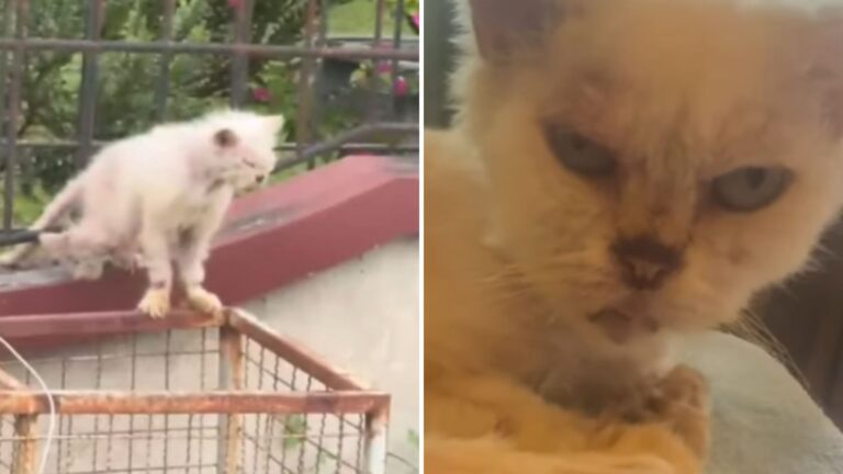 Texas Cat Finally Experiences Freedom After 13 Years In A Small Enclosure