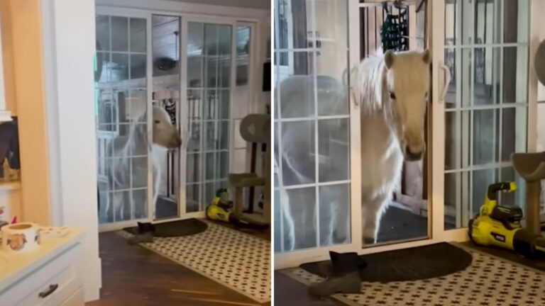 These Horses Keep Invading Their Owner’s House And We Can’t Stop Laughing