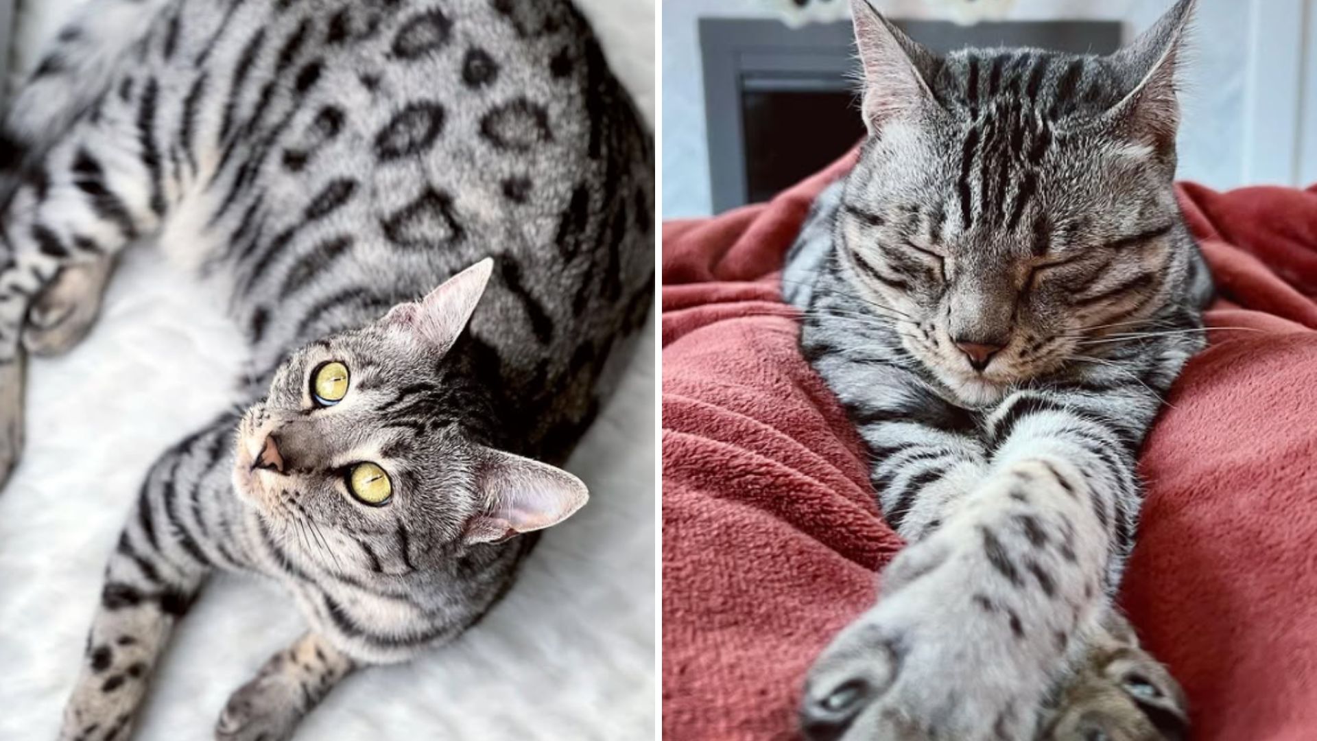 This North Carolina Cat Learned To Talk For Her Lonely Mom And It's The Sweetest Thing