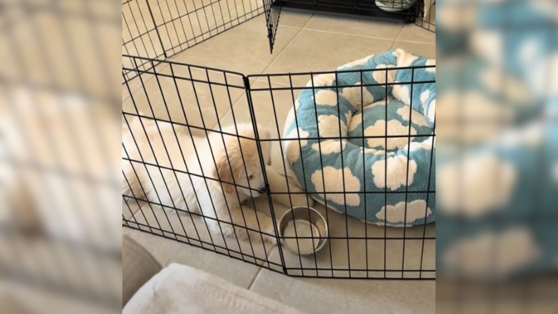 dog and empty bowl