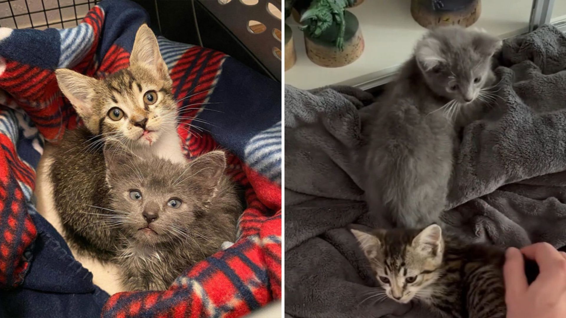 Two Abandoned Florida Kittens Kept Crying Until A Kind Man Rescued Them