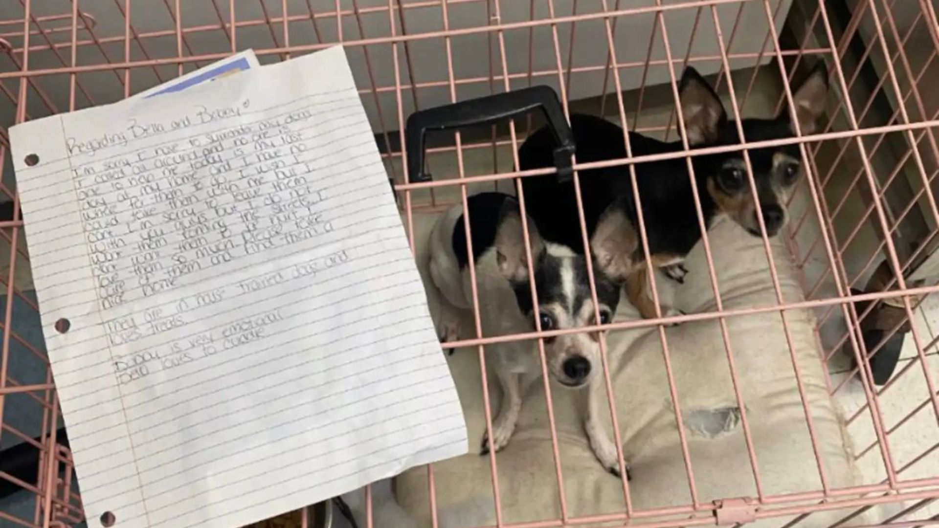 two pups found outside shelter