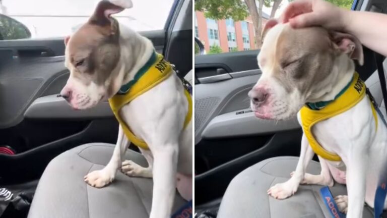 Virginia Shelter Dog Enjoys Best Day Out, But Her Reaction To Returning Breaks Hearts