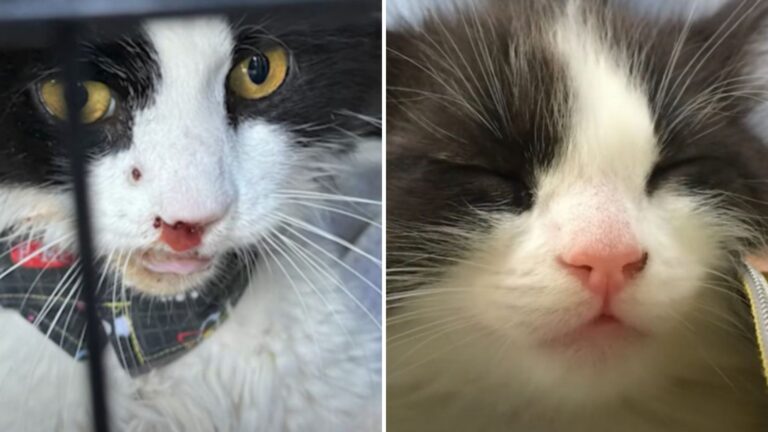 Virginia Woman Reunites With Lost Cat And Learns A Heartbreaking Truth