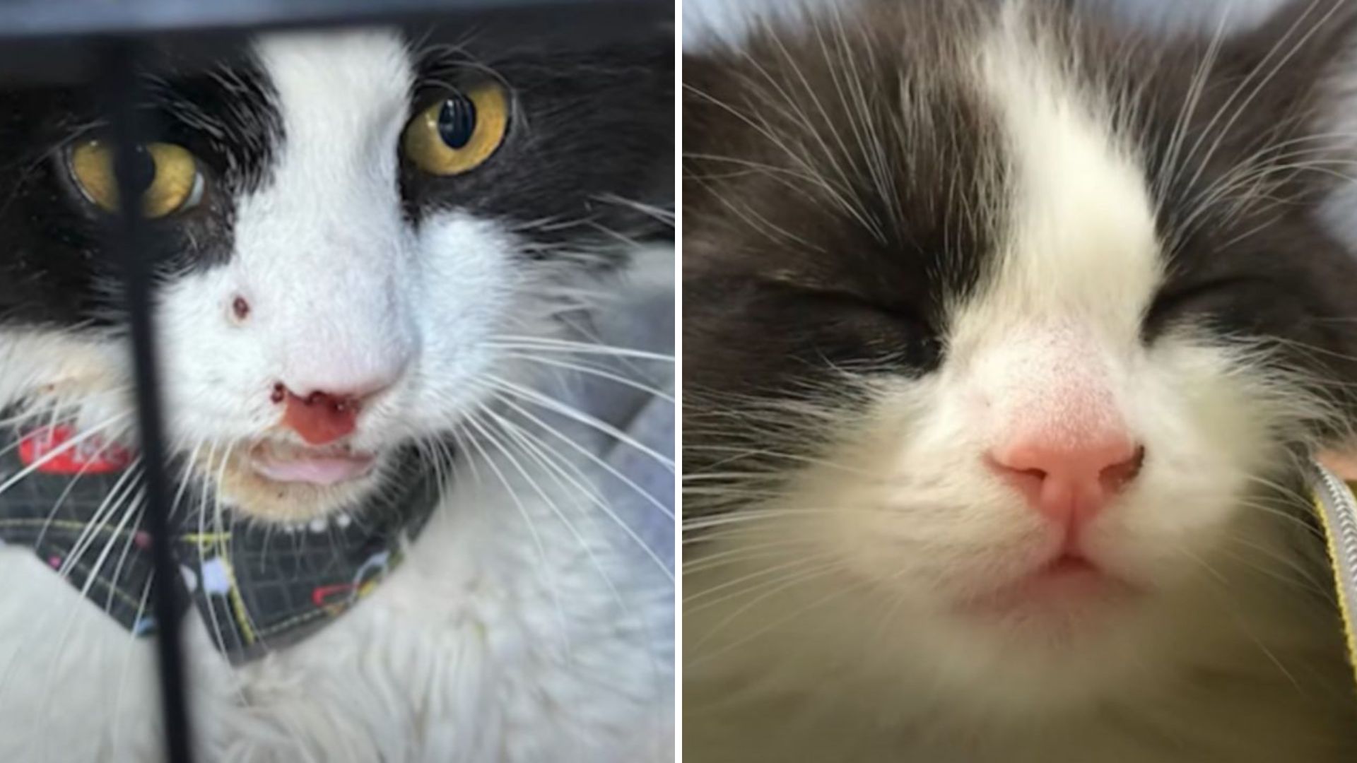Virginia Woman Reunites With Lost Cat And Learns A Heartbreaking Truth
