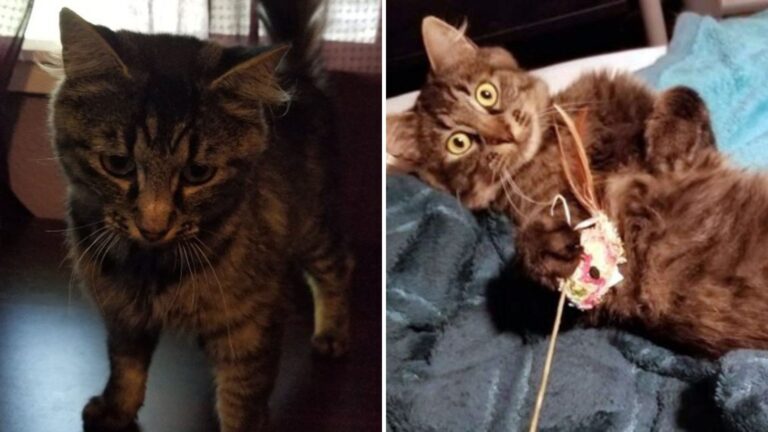 Washington Cat Enters Home Uninvited And Finds A Place To Call Her Own